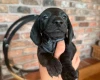 Dachshund (Miniature Smooth Haired)