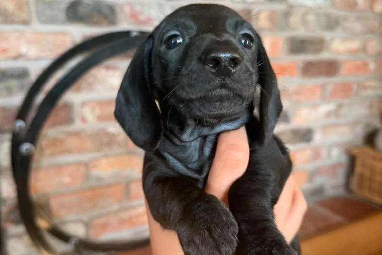 Dachshund (Miniature Smooth Haired)