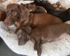 Dachshund (Miniature Smooth Haired)