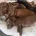 Dachshund (Miniature Smooth Haired)