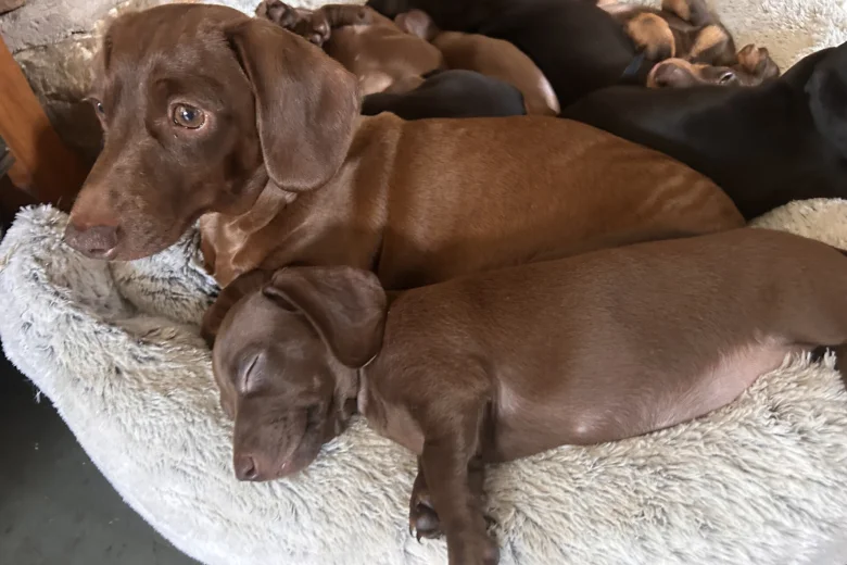 Dachshund (Miniature Smooth Haired)