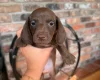 Dachshund (Miniature Smooth Haired)