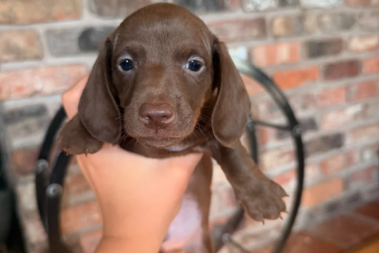 Dachshund (Miniature Smooth Haired)