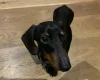 Dachshund (Miniature Smooth Haired)