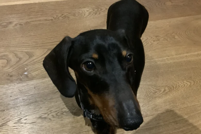 Dachshund (Miniature Smooth Haired)