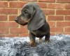 Dachshund (Miniature Smooth Haired)