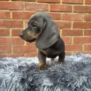 Dachshund (Miniature Smooth Haired)