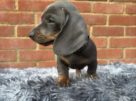 Dachshund (Miniature Smooth Haired)