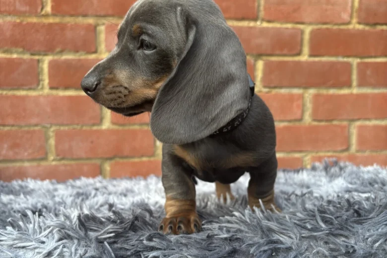 Dachshund (Miniature Smooth Haired)
