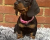 Dachshund (Miniature Smooth Haired)