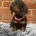 Dachshund (Miniature Smooth Haired)