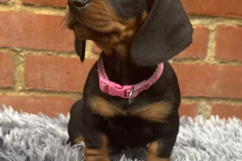 Dachshund (Miniature Smooth Haired)