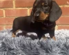 Dachshund (Miniature Smooth Haired)