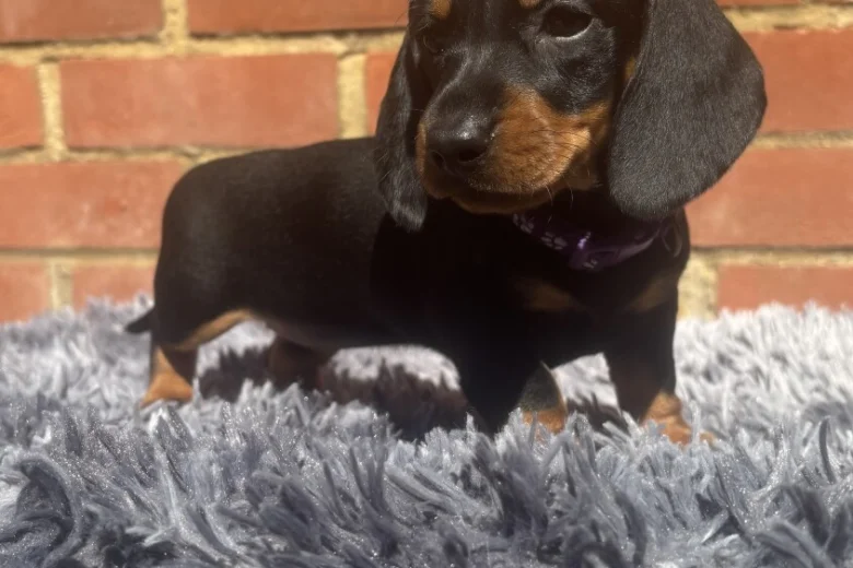 Dachshund (Miniature Smooth Haired)