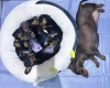Dachshund (Miniature Smooth Haired)