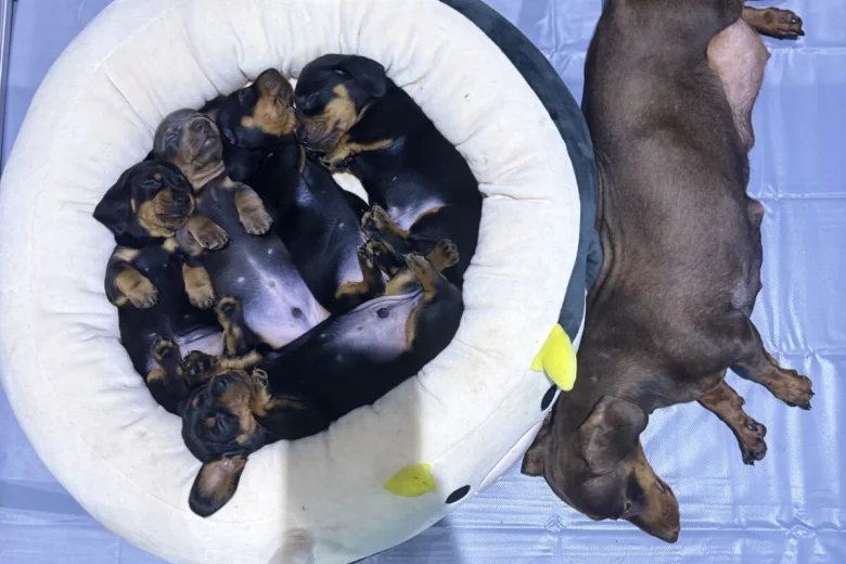 Dachshund (Miniature Smooth Haired)