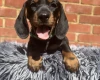 Dachshund (Miniature Smooth Haired)