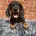 Dachshund (Miniature Smooth Haired)