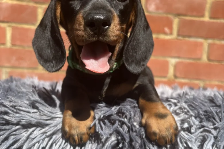 Dachshund (Miniature Smooth Haired)