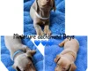 Dachshund (Miniature Smooth Haired)