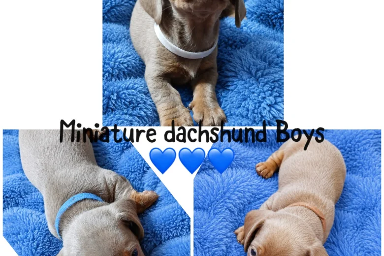 Dachshund (Miniature Smooth Haired)