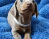 Dachshund (Miniature Smooth Haired)