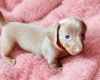 Dachshund (Miniature Smooth Haired)