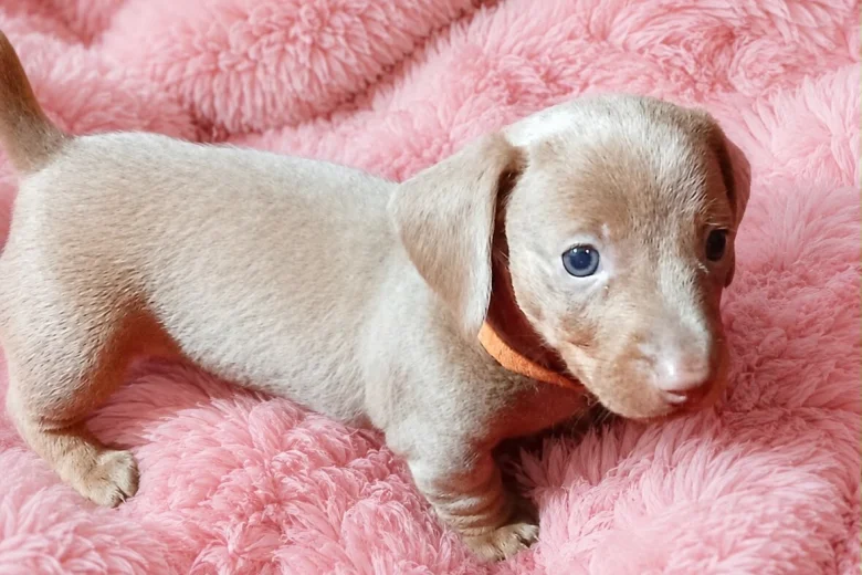 Dachshund (Miniature Smooth Haired)