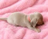 Dachshund (Miniature Smooth Haired)