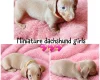 Dachshund (Miniature Smooth Haired)