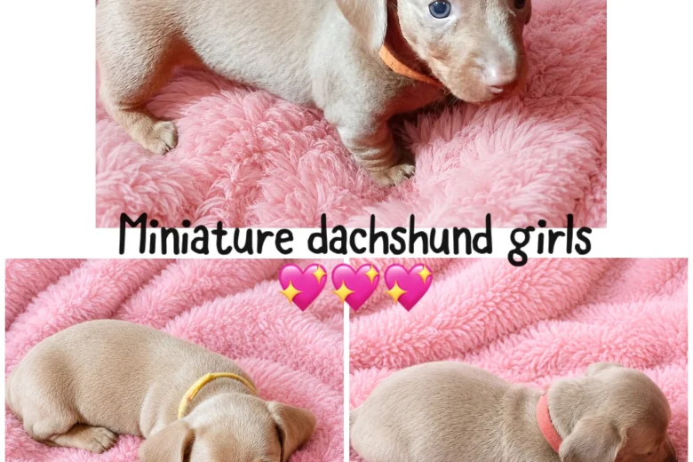 Dachshund (Miniature Smooth Haired)