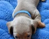 Dachshund (Miniature Smooth Haired)