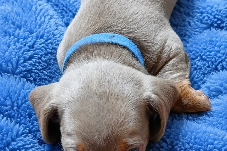 Dachshund (Miniature Smooth Haired)