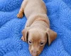 Dachshund (Miniature Smooth Haired)
