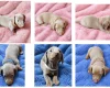 Dachshund (Miniature Smooth Haired)