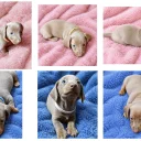 Dachshund (Miniature Smooth Haired)