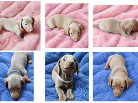 Dachshund (Miniature Smooth Haired)