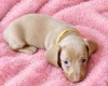 Dachshund (Miniature Smooth Haired)
