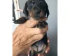 Dachshund (Miniature Smooth Haired)