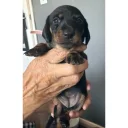 Dachshund (Miniature Smooth Haired)