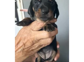 Dachshund (Miniature Smooth Haired)