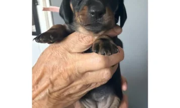Dachshund (Miniature Smooth Haired)