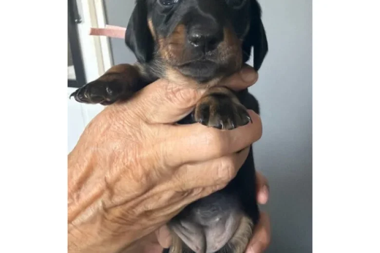 Dachshund (Miniature Smooth Haired)