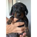 Dachshund (Miniature Smooth Haired)