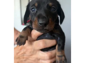 Dachshund (Miniature Smooth Haired)