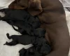 Dachshund (Miniature Smooth Haired)