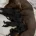 Dachshund (Miniature Smooth Haired)