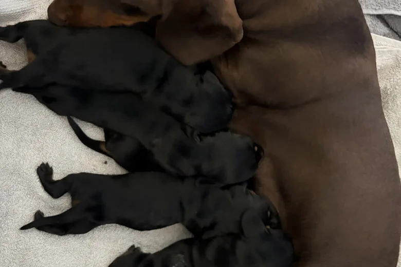 Dachshund (Miniature Smooth Haired)