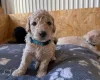 Goldendoodle