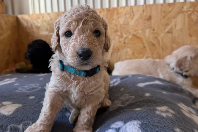 Goldendoodle